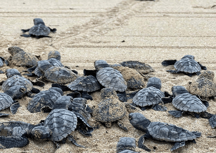 Baby Sea Turtle Release Adventure: Beach to Ocean